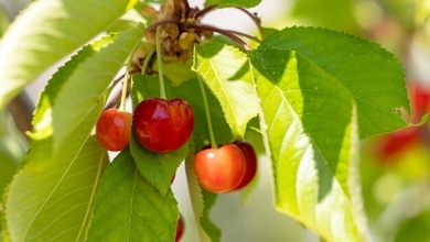 cerise